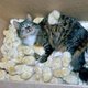 Illustration for article titled Cat Is Slowly Buried Alive in Adorable Chick Pile